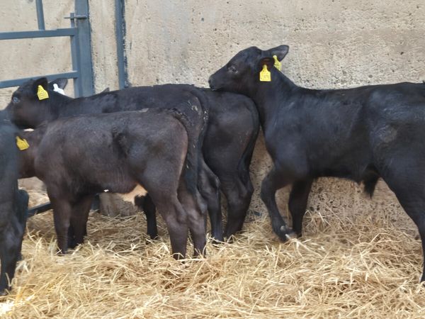 7 Super Aberdeen Angus bull sucks for sale - Main image