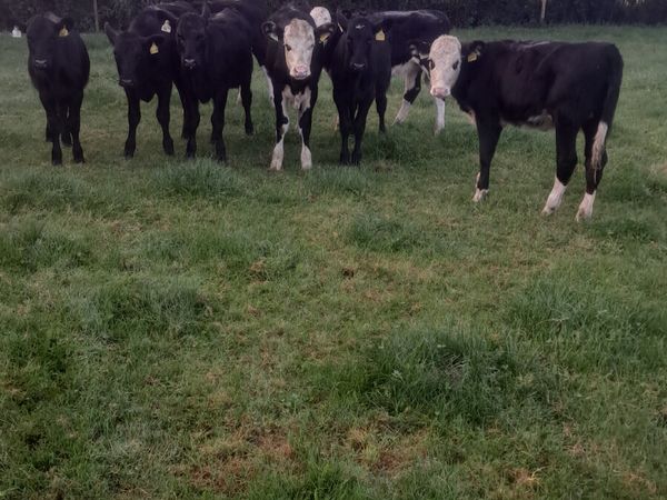 Weanling heifers - Main image