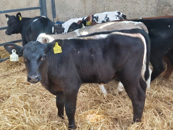 8 Super Aberdeen  & Continental heifer calves - Main image