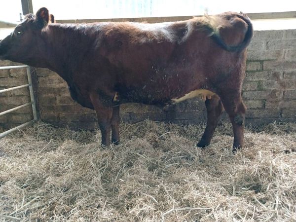Lim shorthorn cross springing heifer - Main image