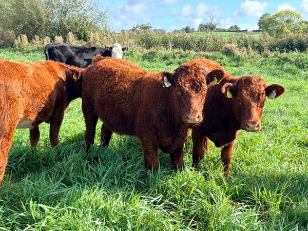 Saler heifers - Main image