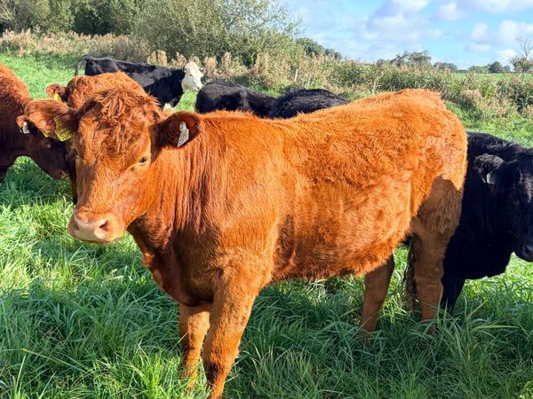 Saler heifers - Main image