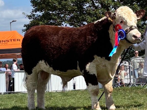 Pedigree Hereford Bull - Main image