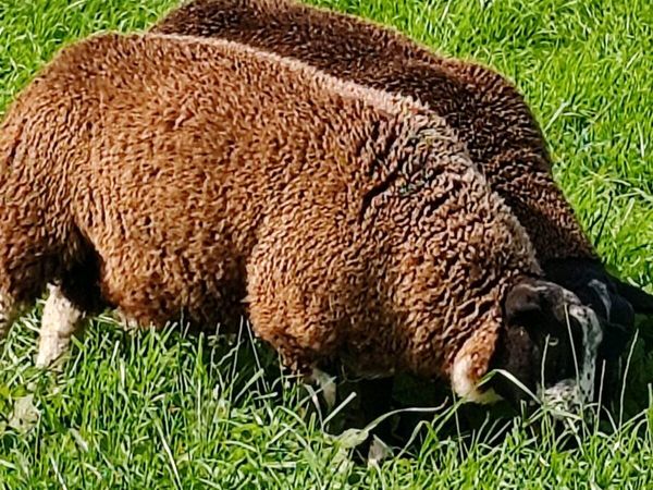 Dutch spotted Rams - Main image