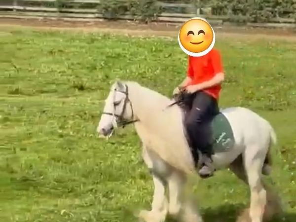 horse - Main image