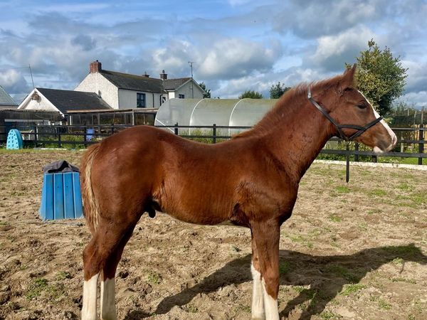 WGS Irish Rajah Draught Colt Foal - Main image