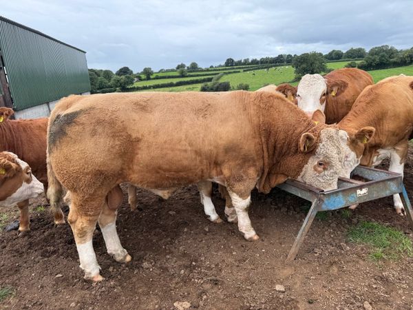 Simmental bull’s for sale - Main image