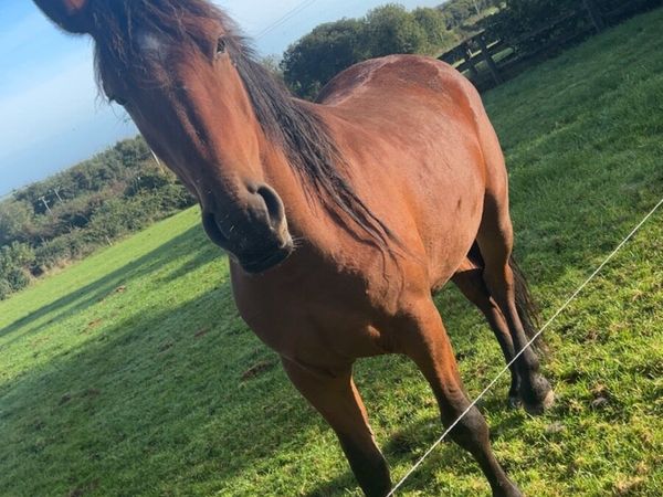 Filly - Main image