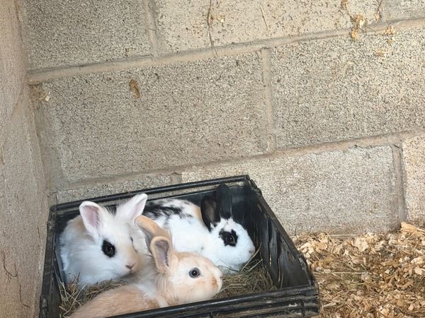 Pet Baby rabbits - Main image