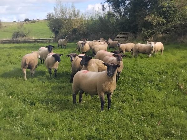 20 Top quality ewe hoggets - Main image
