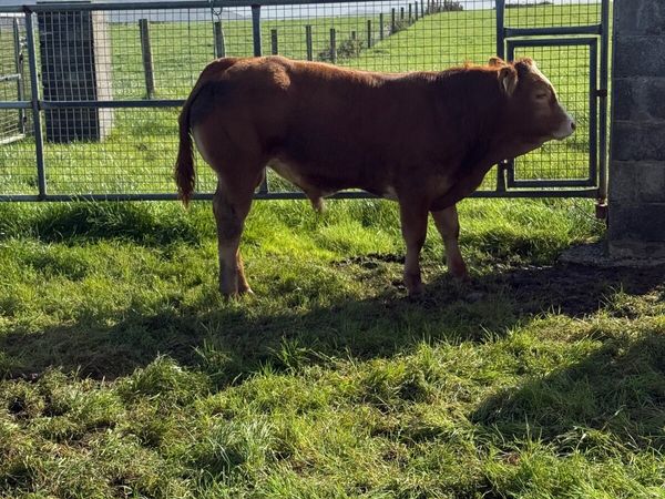 Calves - Main image