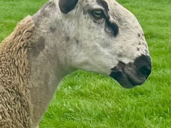 Bluefaced Leicester hoggets - Main image