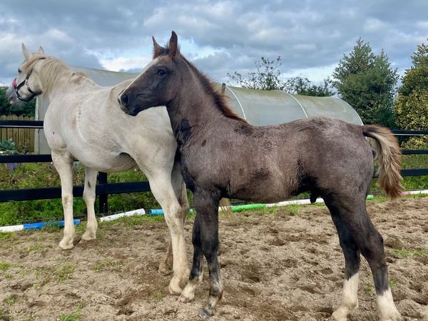 TIH Colt Foal - Main image