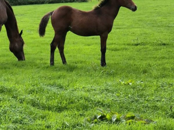 Colt foal - Main image