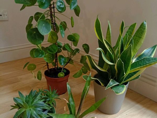 House plants - Main image