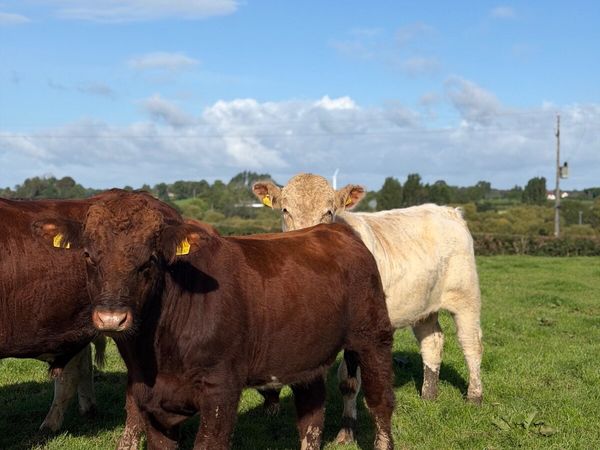 Pedigree beef shorthorn bulls - Main image