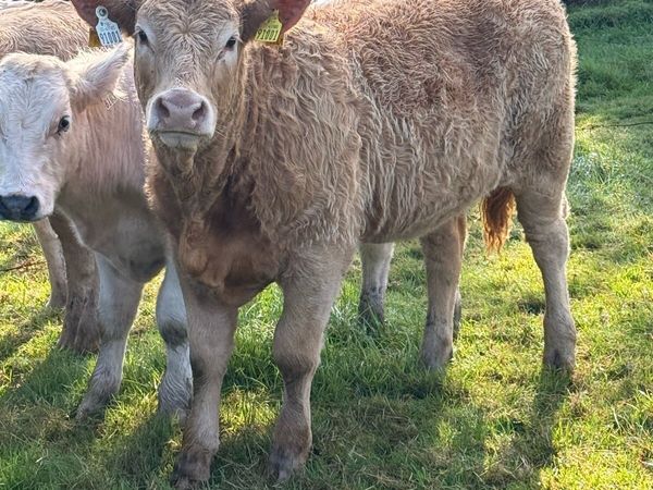 Heifer weanlings - Main image