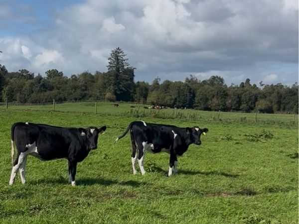 Maiden heifers Feb 26 born - Main image