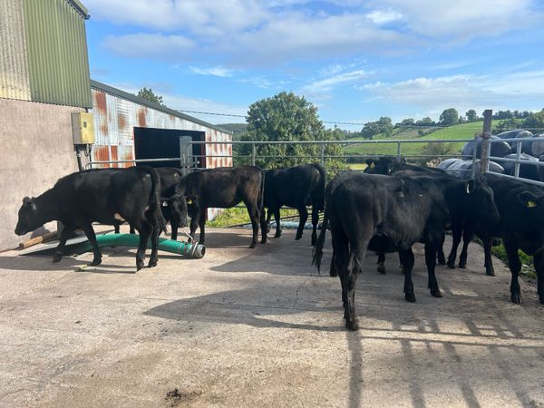 Black calves for sale - Main image