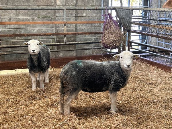 2 Herdwick hoggets (ewes) - Main image