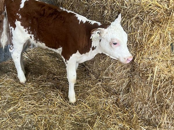 Continental suck calfs for sale - Main image