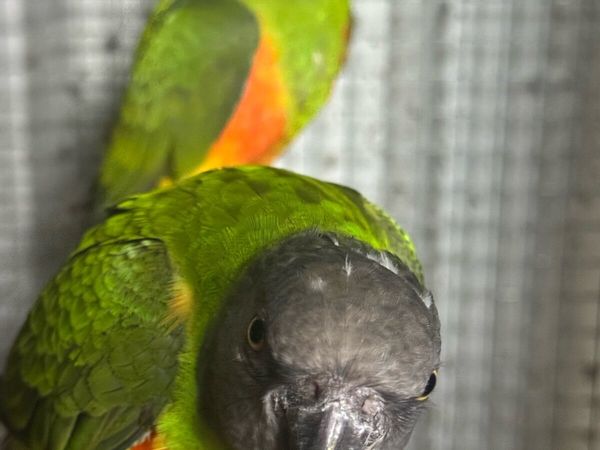 Bird’s Senegals red belly’s ones  3 year old nice - Main image