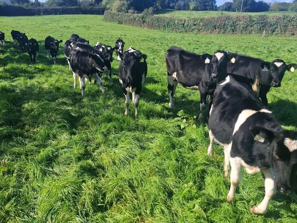 Friesan heifer weanlings - Main image
