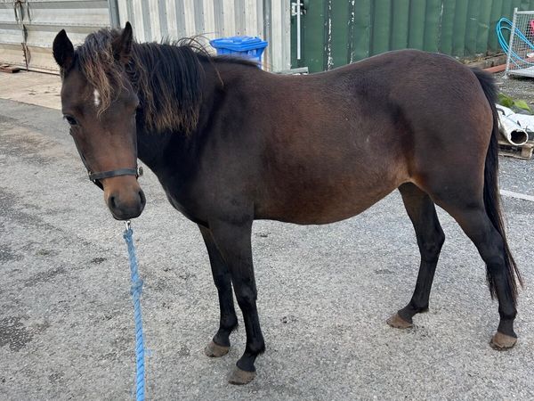 Pony - Main image
