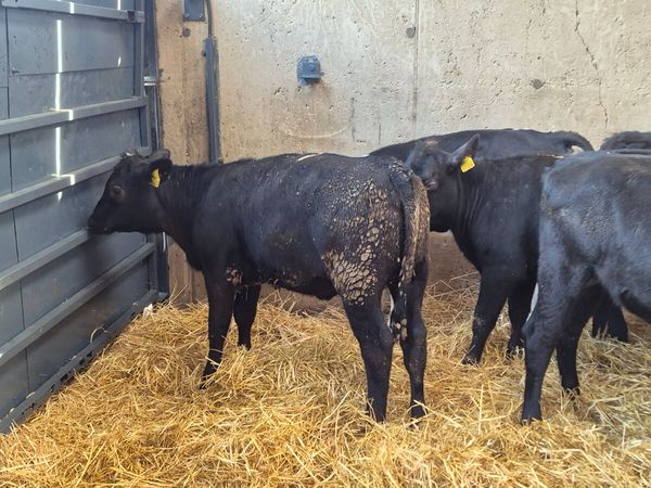 12 Super Angus & Hereford Heifer calves for sale - Main image