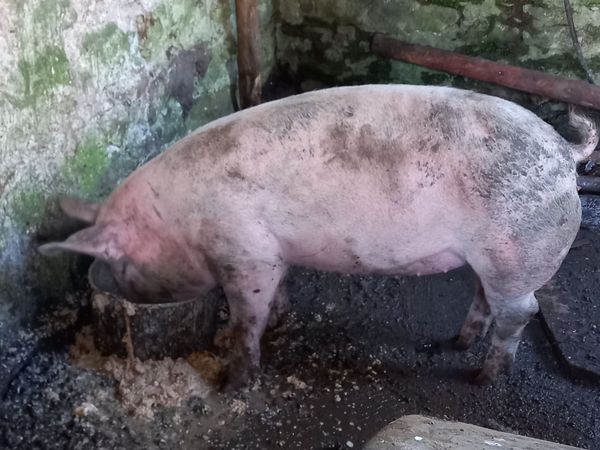 Pigs - Main image