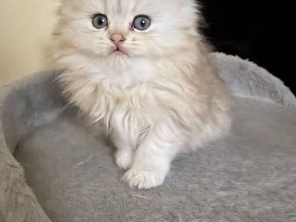 Long-Haired Silver Shaded Kittens - Main image