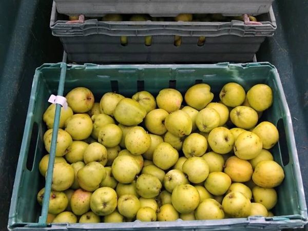 Cider Apples For Sale - Main image