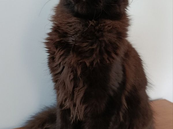 Maine coon kittens - Main image