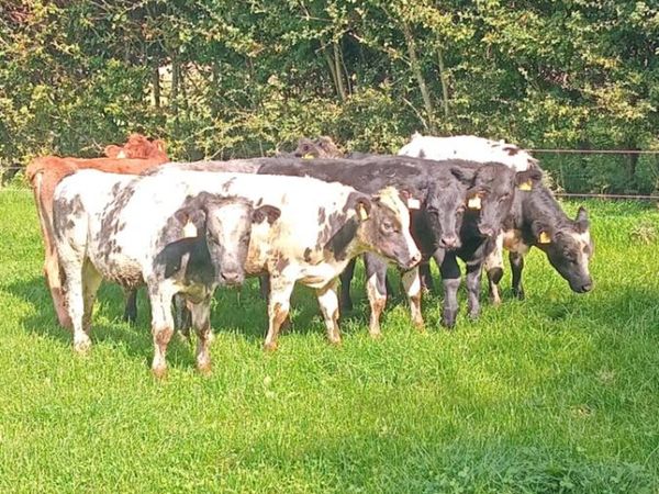 7 super continental weanlings - Main image