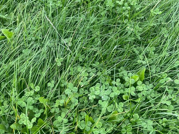 Meadow - Main image