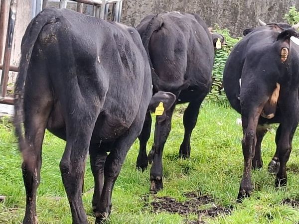 Angus Bulls - Main image
