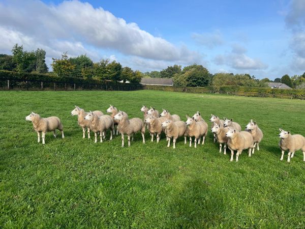 Aberfield Ewe Lambs - Main image