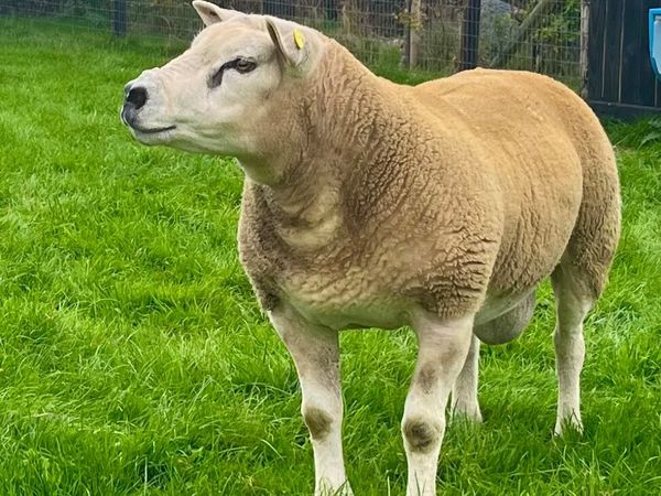 Texel Hogget Ram - Main image