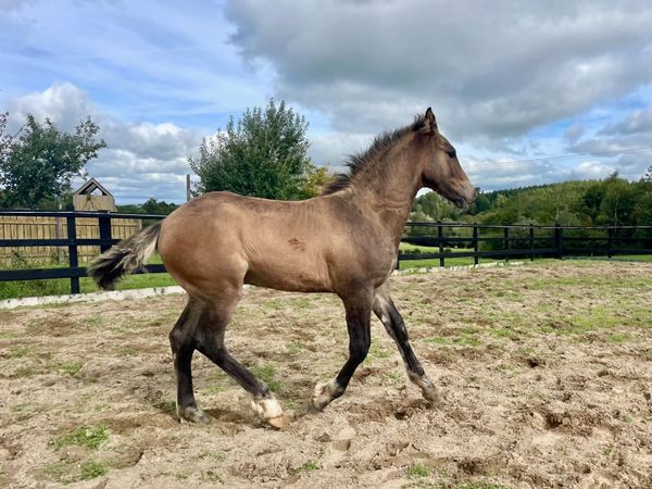Bellamont Gold Irish draught Colt Foal - Main image