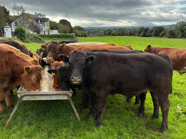 Bullocks - Main image