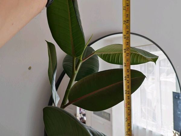 Ficus tree - Main image