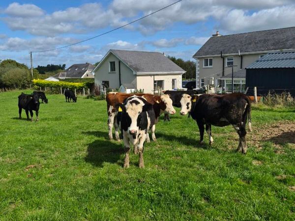 heifers - Main image