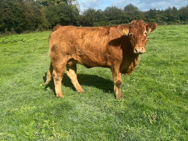 Gamin limousin dry cow - Main image