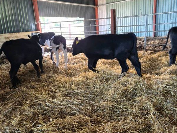 Calves - Main image