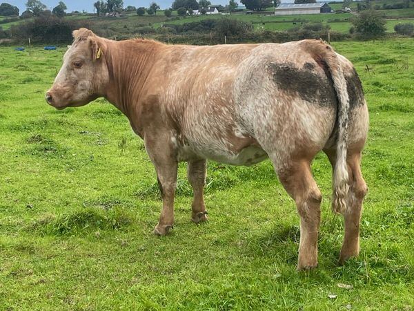 Heifer - Main image