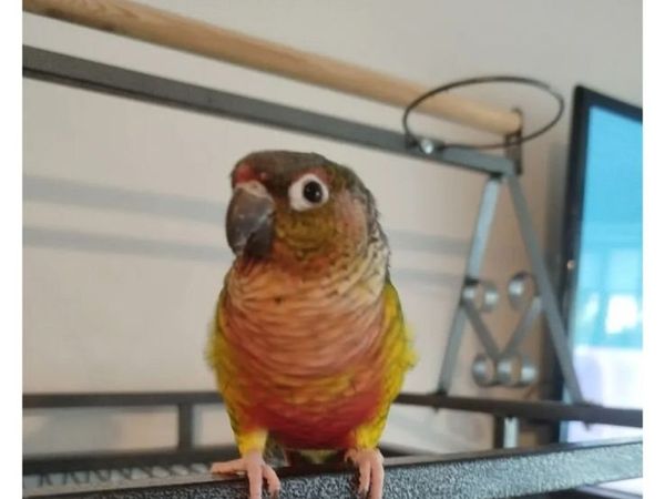conure with cage needs to all go together - Main image