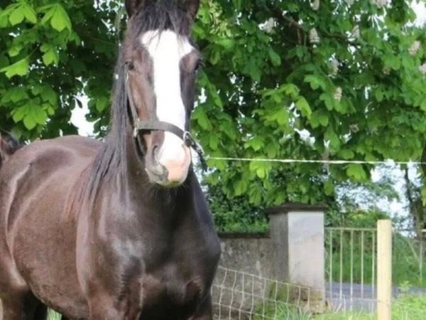Lightweight Show Cob  15 .2 Rising  4 year old - Main image