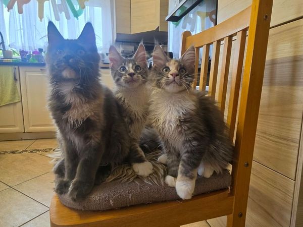 Maine Coon kitten - Main image