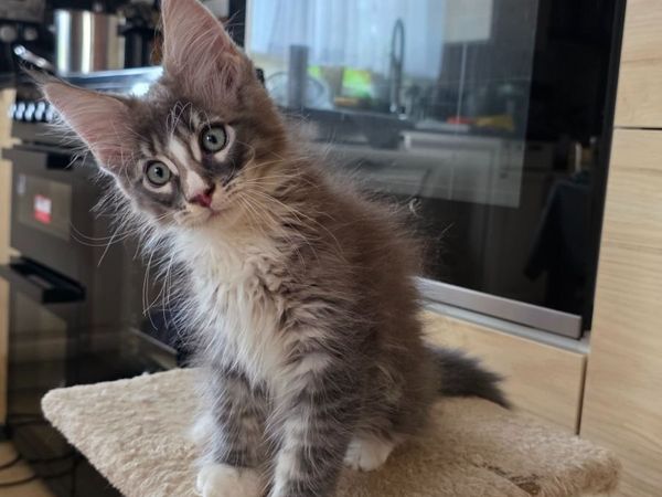 Maine Coon kitten - Main image