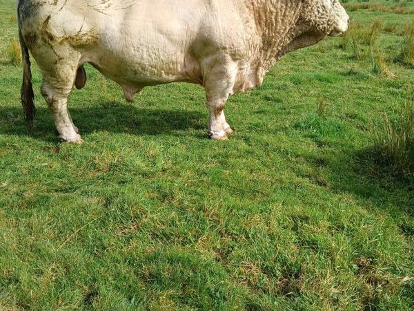 Bull - Main image